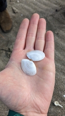 Tellinidae
