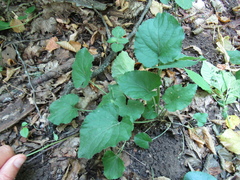 Viola suavis