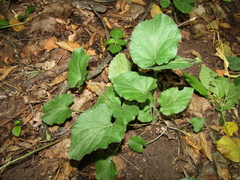 Viola suavis