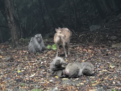 Cervus nippon yakushimae