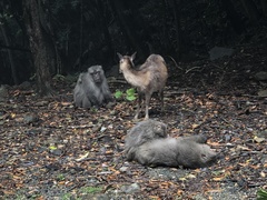 Cervus nippon yakushimae