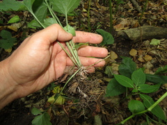 Viola suavis