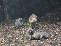 Cervus nippon yakushimae