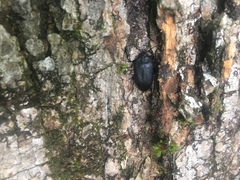 Penthe pimelia