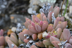 Delosperma algoense