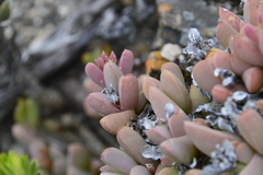 Delosperma algoense