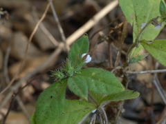 Blepharis maderaspatensis