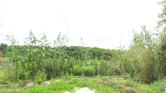 Phragmites australis altissimus