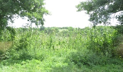 Phragmites australis altissimus