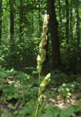 Dactylis glomerata glomerata