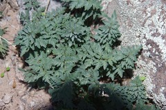 Myriopteris wrightii