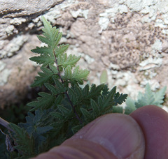Myriopteris wrightii