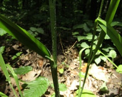 Dactylis glomerata glomerata