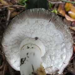 Agaricus endoxanthus