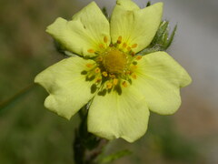 Potentilla recta