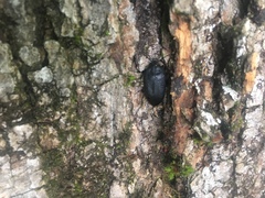 Penthe pimelia