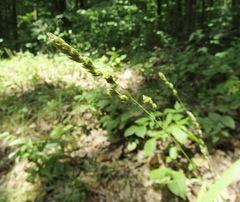 Dactylis glomerata glomerata