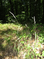 Dactylis glomerata glomerata