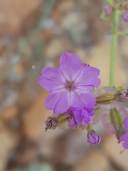 Acleisanthes chenopodioides