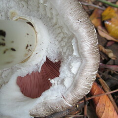 Agaricus endoxanthus