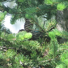 Spizella passerina