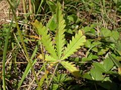 Potentilla recta