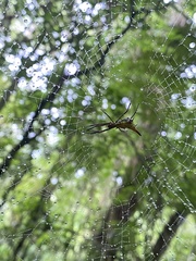 Micrathena crassispina