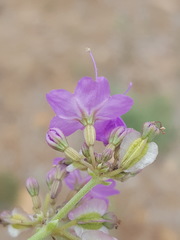 Acleisanthes chenopodioides