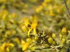 Barkleyanthus salicifolius