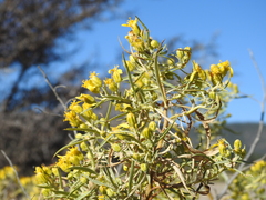 Barkleyanthus salicifolius