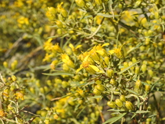 Barkleyanthus salicifolius