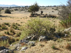 Barkleyanthus salicifolius