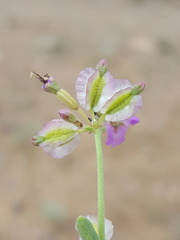 Acleisanthes chenopodioides