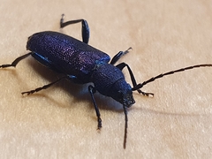 Callidium violaceum