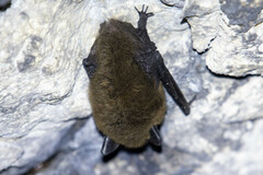 Myotis leibii