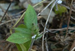 Blepharis maderaspatensis