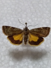 Cryptocala chardinyi