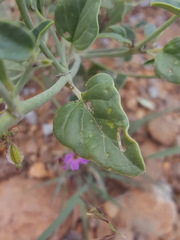 Acleisanthes chenopodioides
