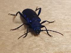 Callidium violaceum