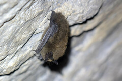 Myotis leibii