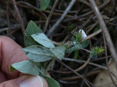 Blepharis maderaspatensis