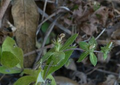 Blepharis maderaspatensis