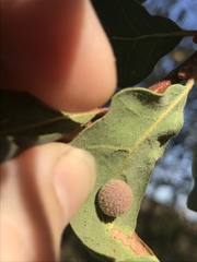 Cynips multipunctata