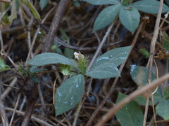 Blepharis maderaspatensis