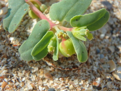 Euphorbia peplis