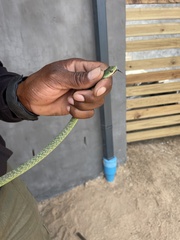 Philothamnus occidentalis