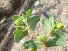 Euphorbia peplis