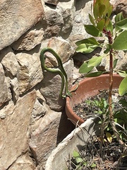 Philothamnus occidentalis