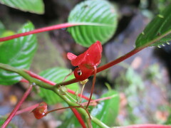 Impatiens thomensis