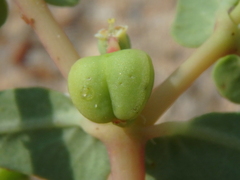 Euphorbia peplis